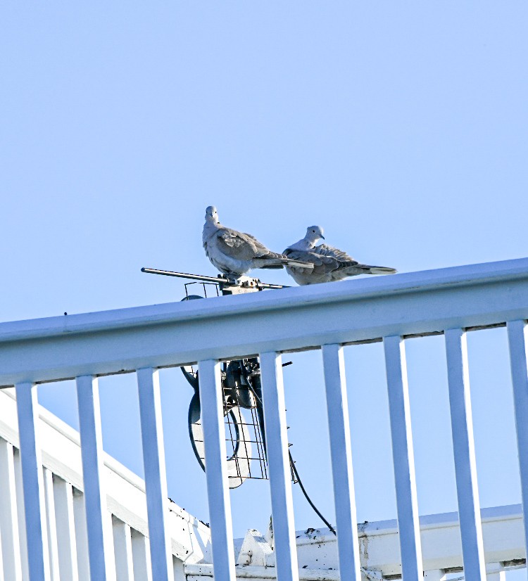 תור צווארון - ML647465915