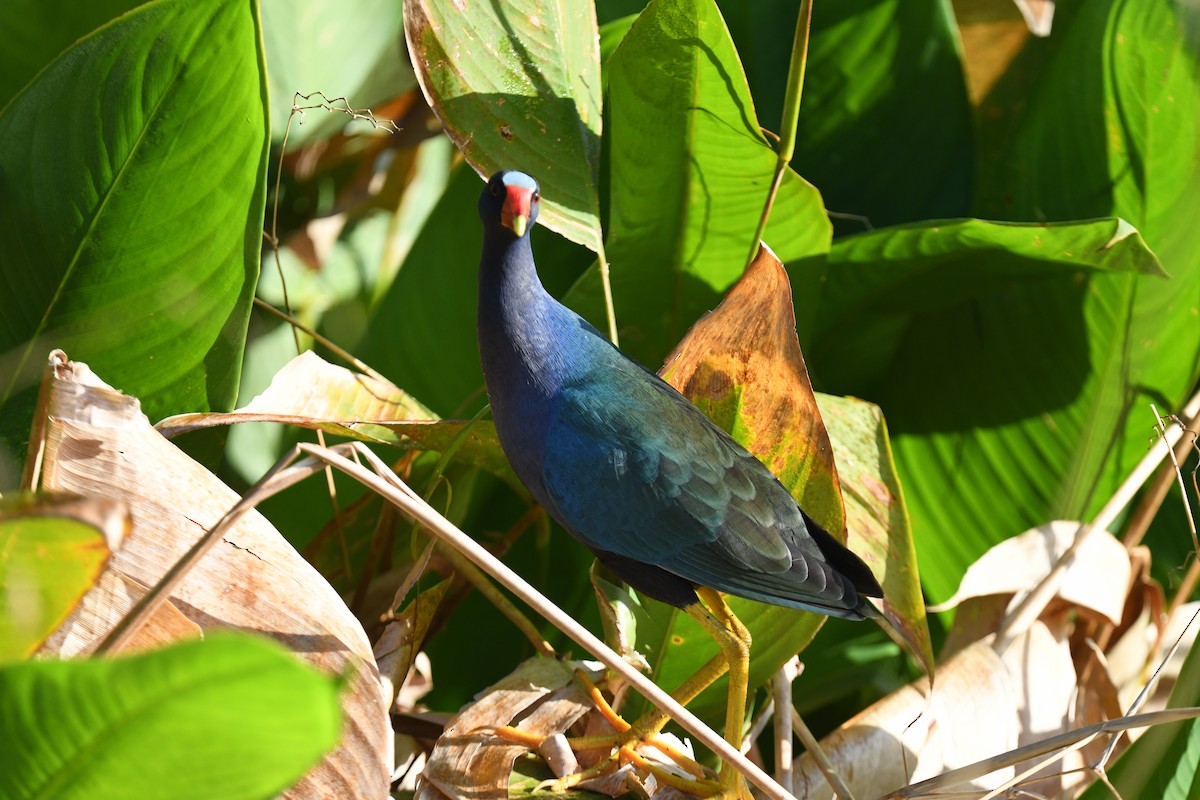 פורפיריה אמריקנית - ML647465916