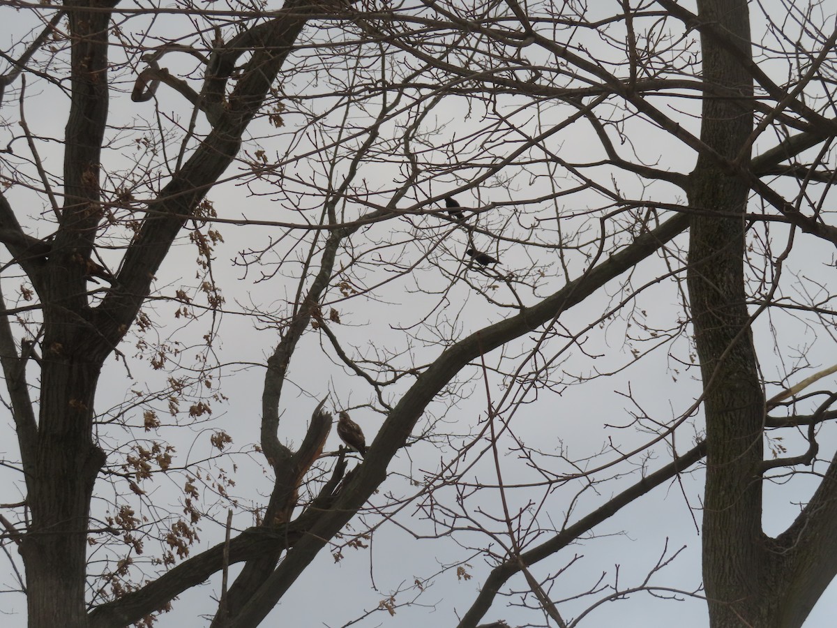 Red-tailed Hawk - ML647465919