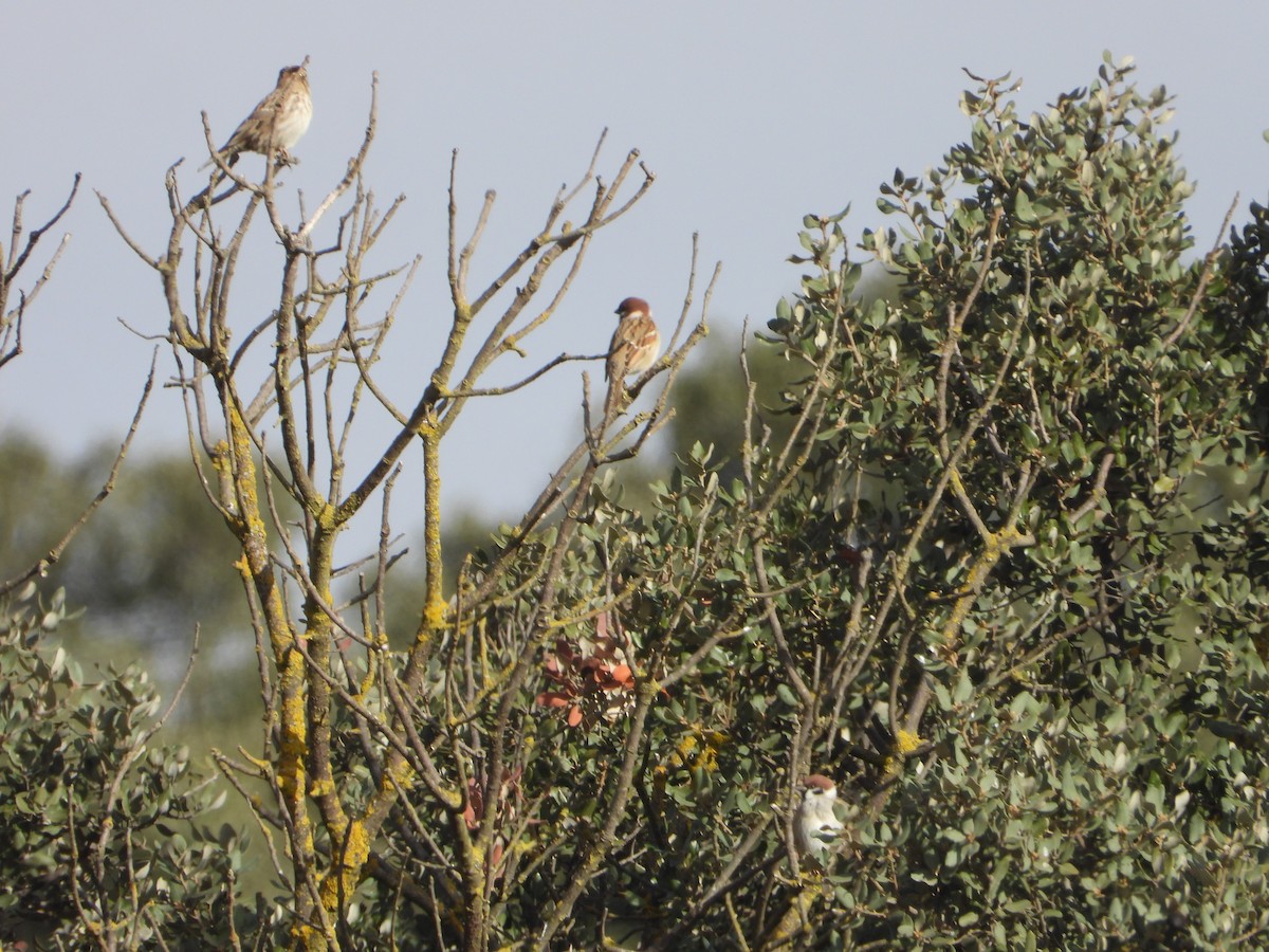 דרור הרים - ML647465920