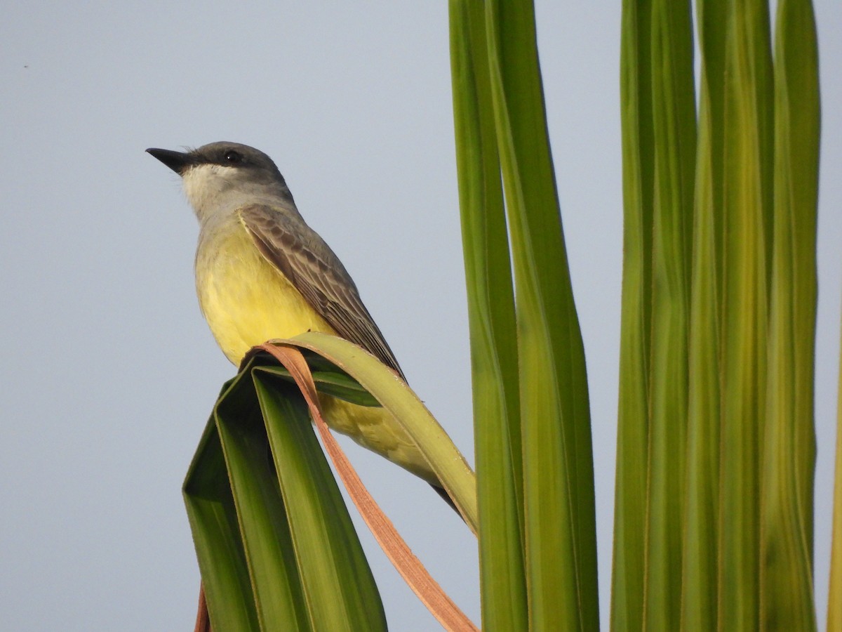 Cassin's Kingbird - ML647465922