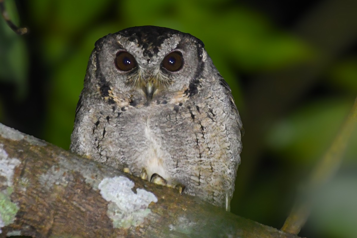 Collared Scops-Owl - ML647465923