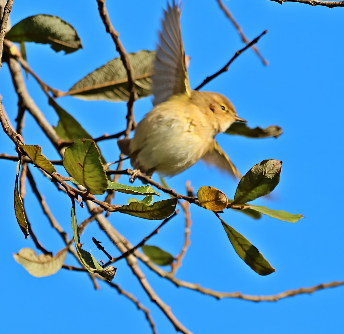עלווית חורף - ML647465924