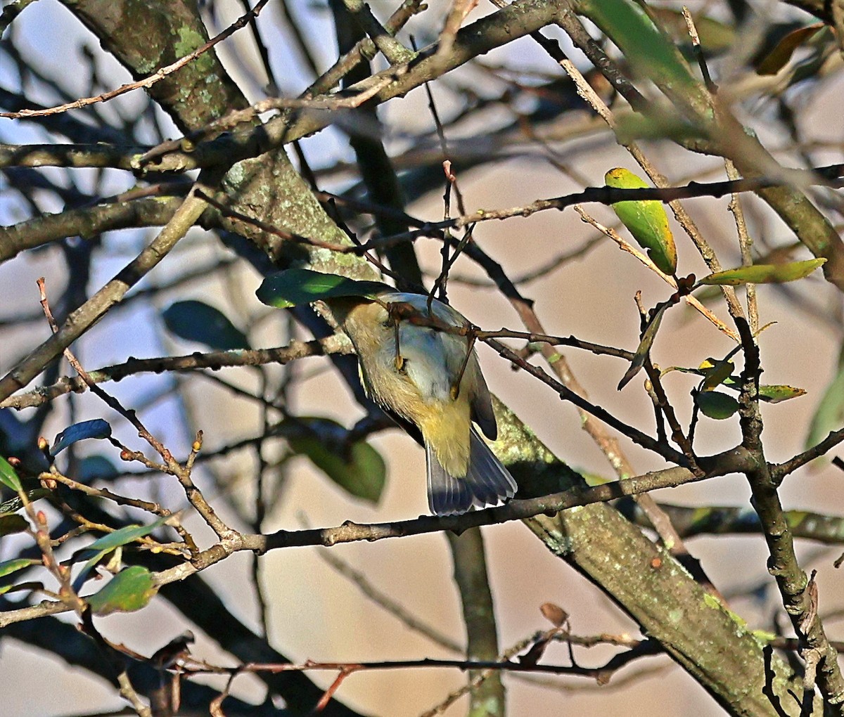 עלווית חורף - ML647465925