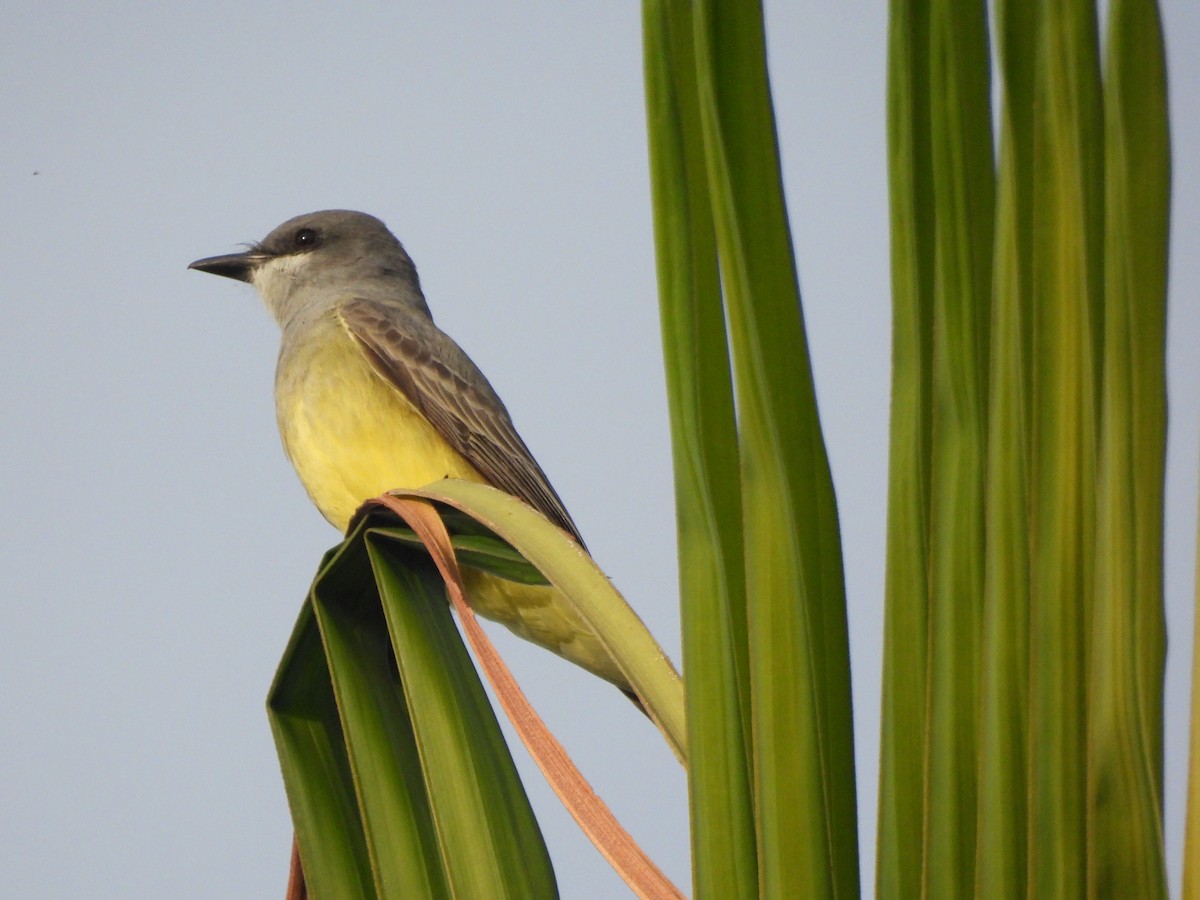 Cassin's Kingbird - ML647465937