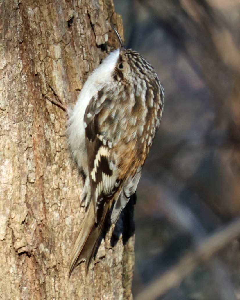 Brown Creeper - ML647465942