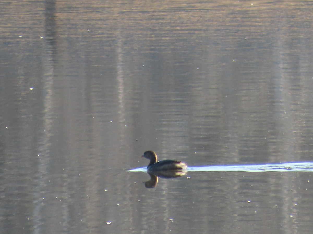טבלן עקוד-מקור - ML647465943