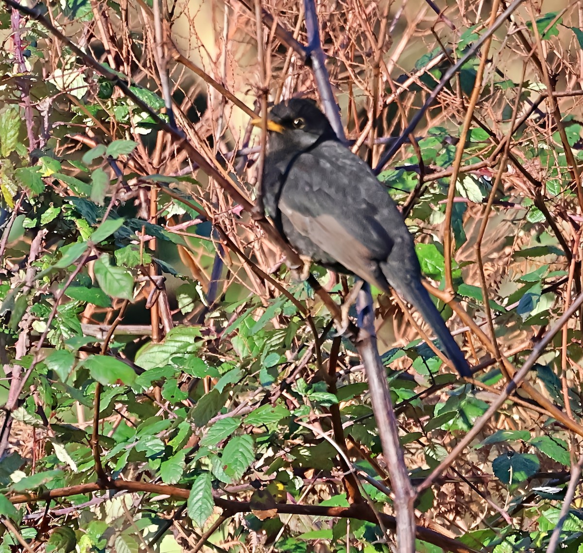 שחרור - ML647465945