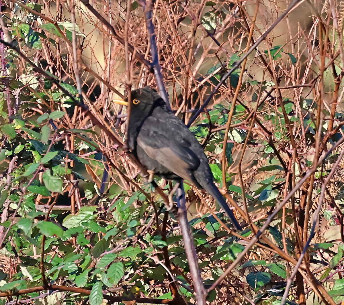 שחרור - ML647465946