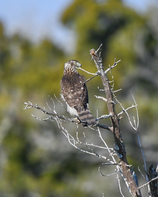 Cooper's Hawk - ML647465947