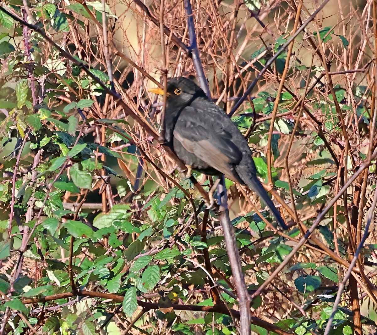 שחרור - ML647465948