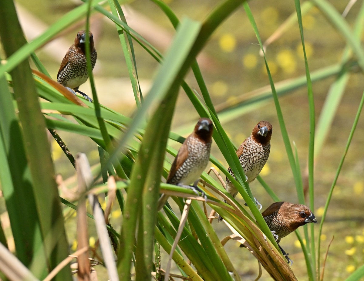 מוניה מפוספסת-חזה - ML647465951