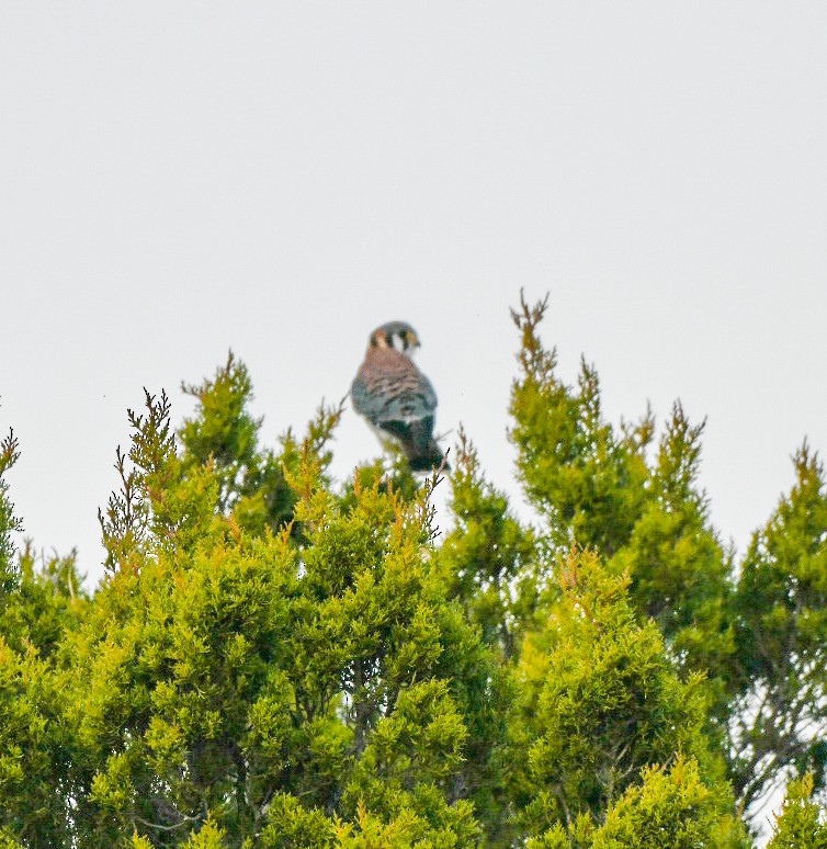 בז אמריקני - ML647465953