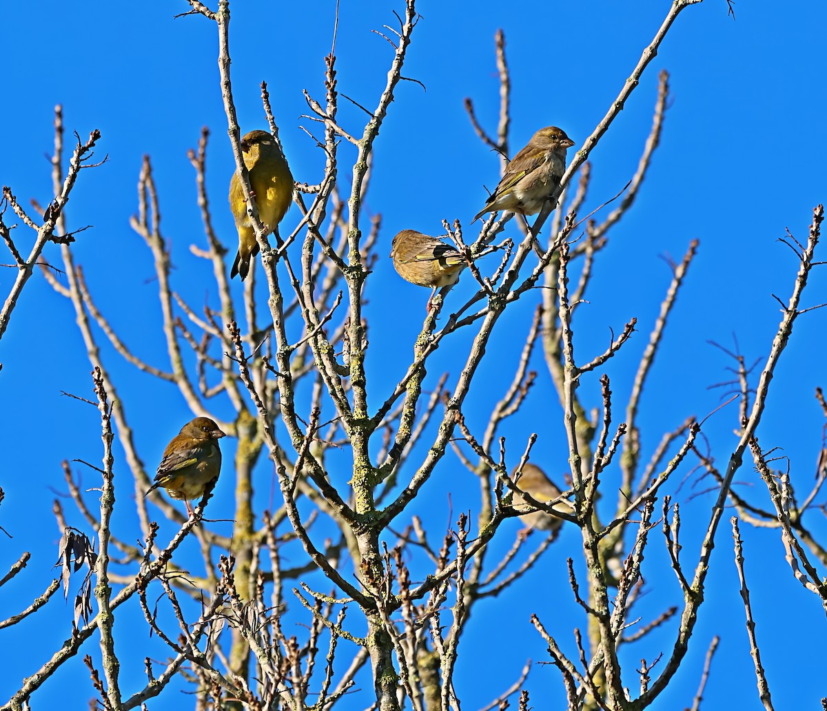 ירקון - ML647465955