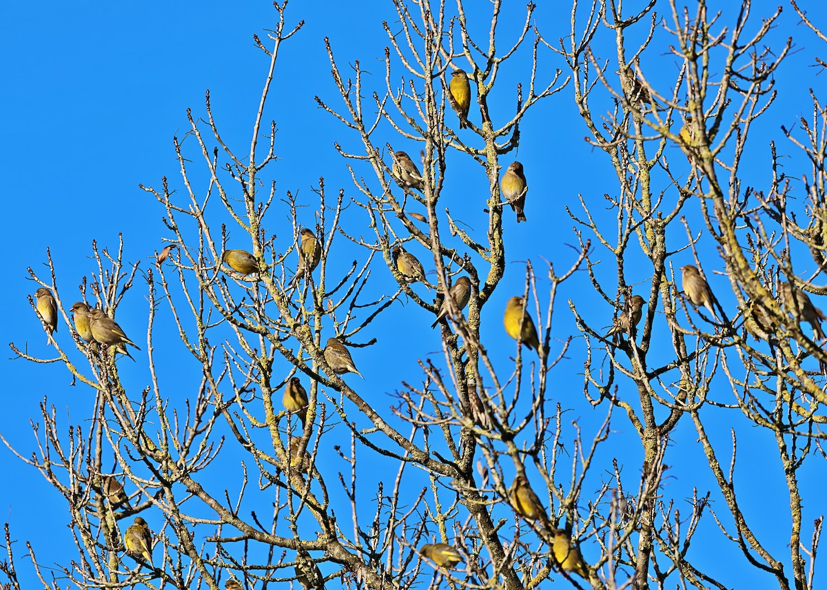 דרור הבית - ML647465956