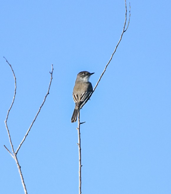 פיבי מזרחית - ML647465959