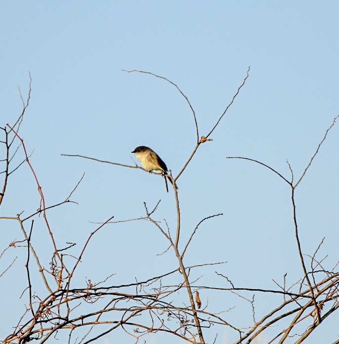 פיבי מזרחית - ML647465960