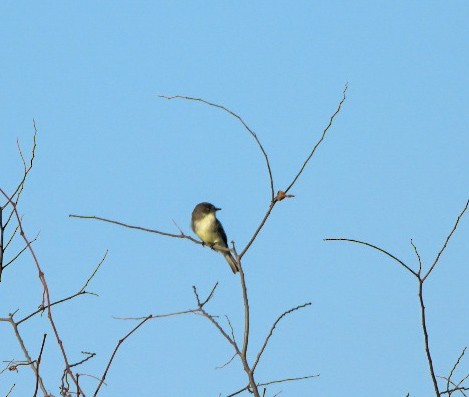 פיבי מזרחית - ML647465961