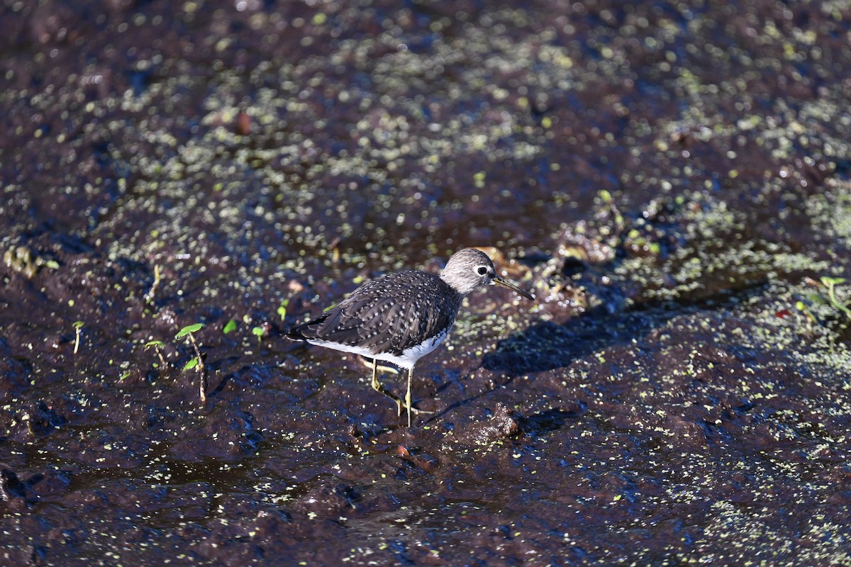ביצנית בודדת - ML647465968