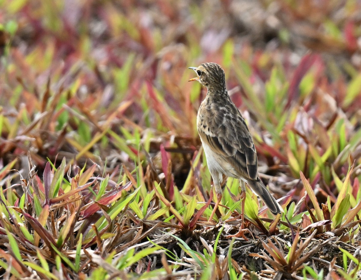 Рисовой конёк - ML647465969