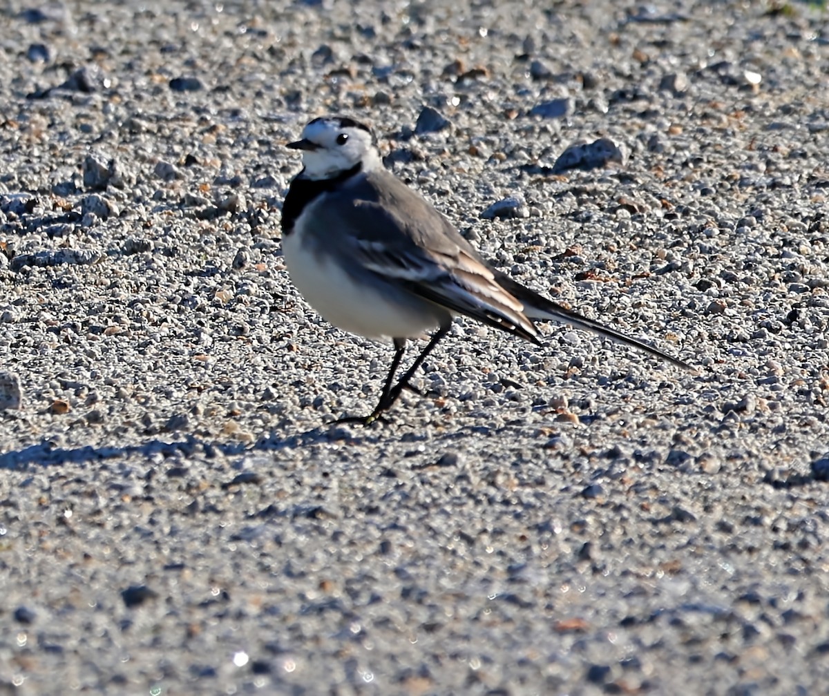 konipas bílý - ML647465975