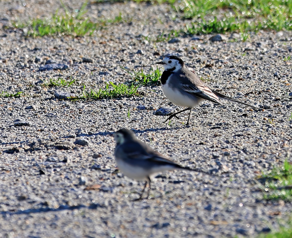 konipas bílý - ML647465976