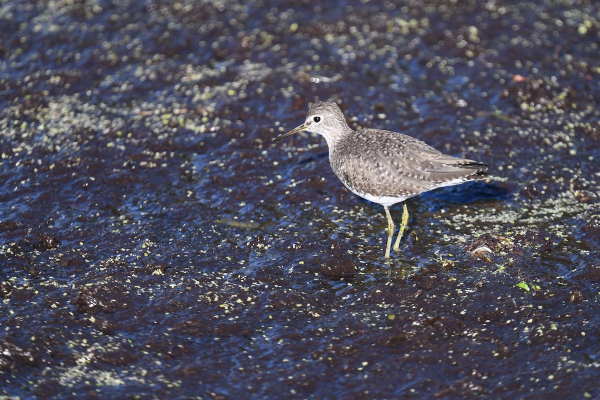 Solitary Sandpiper - ML647465977