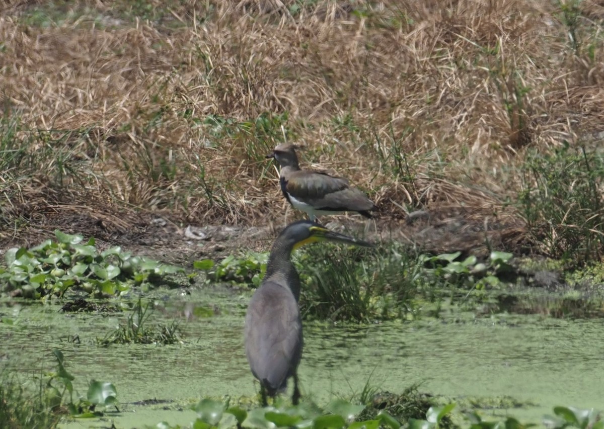 Southern Lapwing - ML647465980