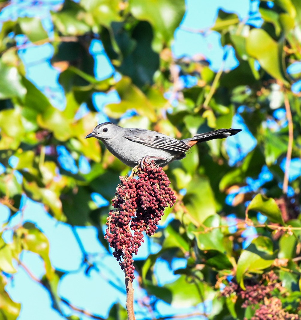 Gray Catbird - ML647465992