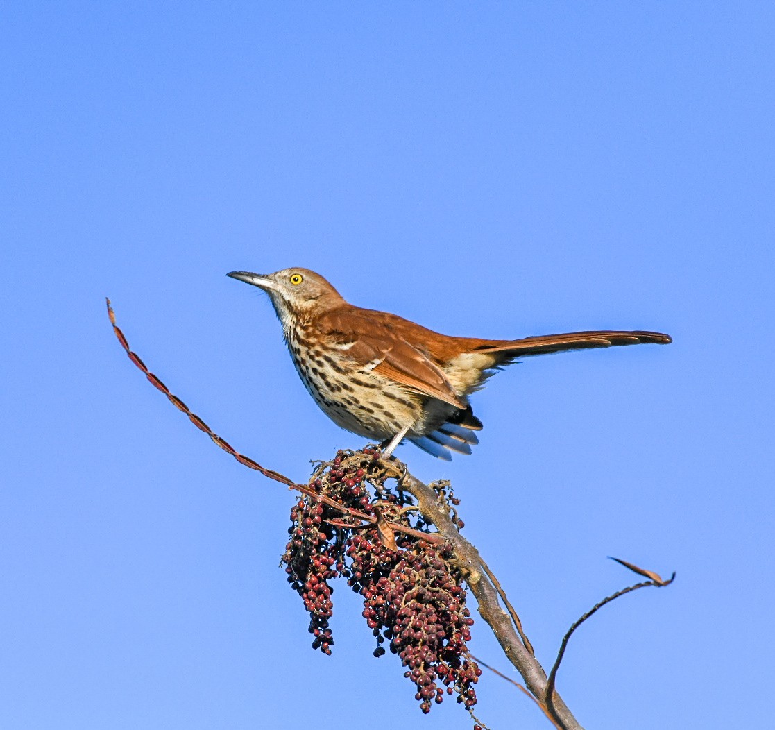 Brown Thrasher - ML647466000