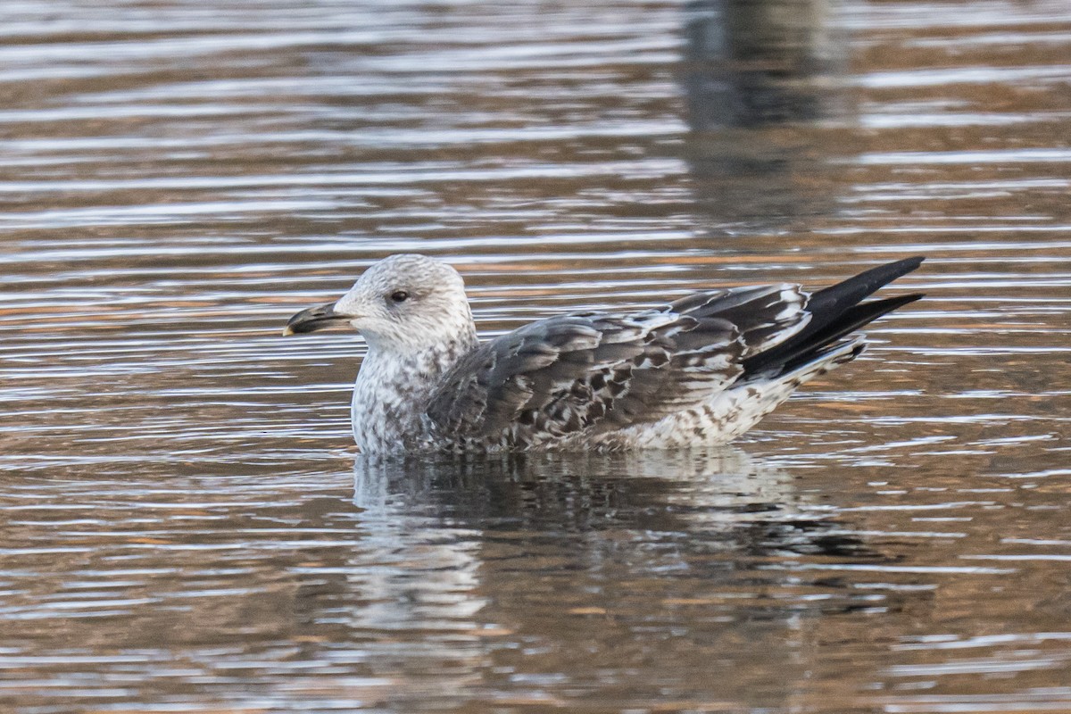 Kaio iluna - ML647466012