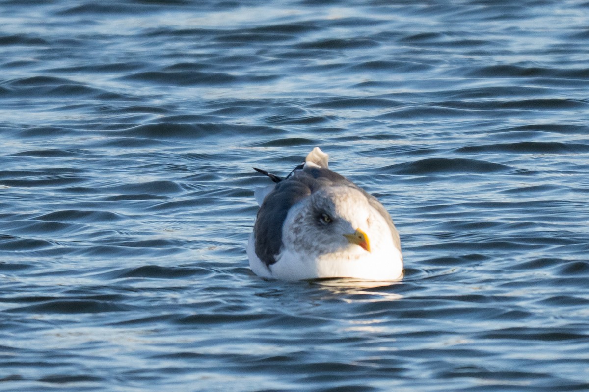 Kaio iluna - ML647466013