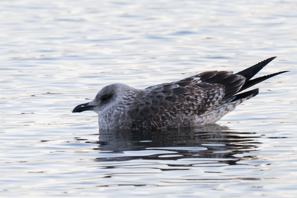 Kaio iluna - ML647466014