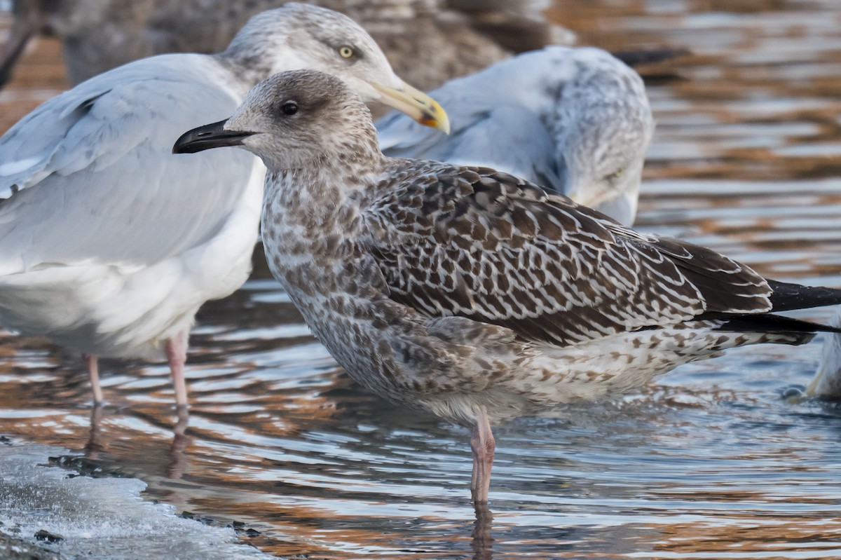 Kaio iluna - ML647466015