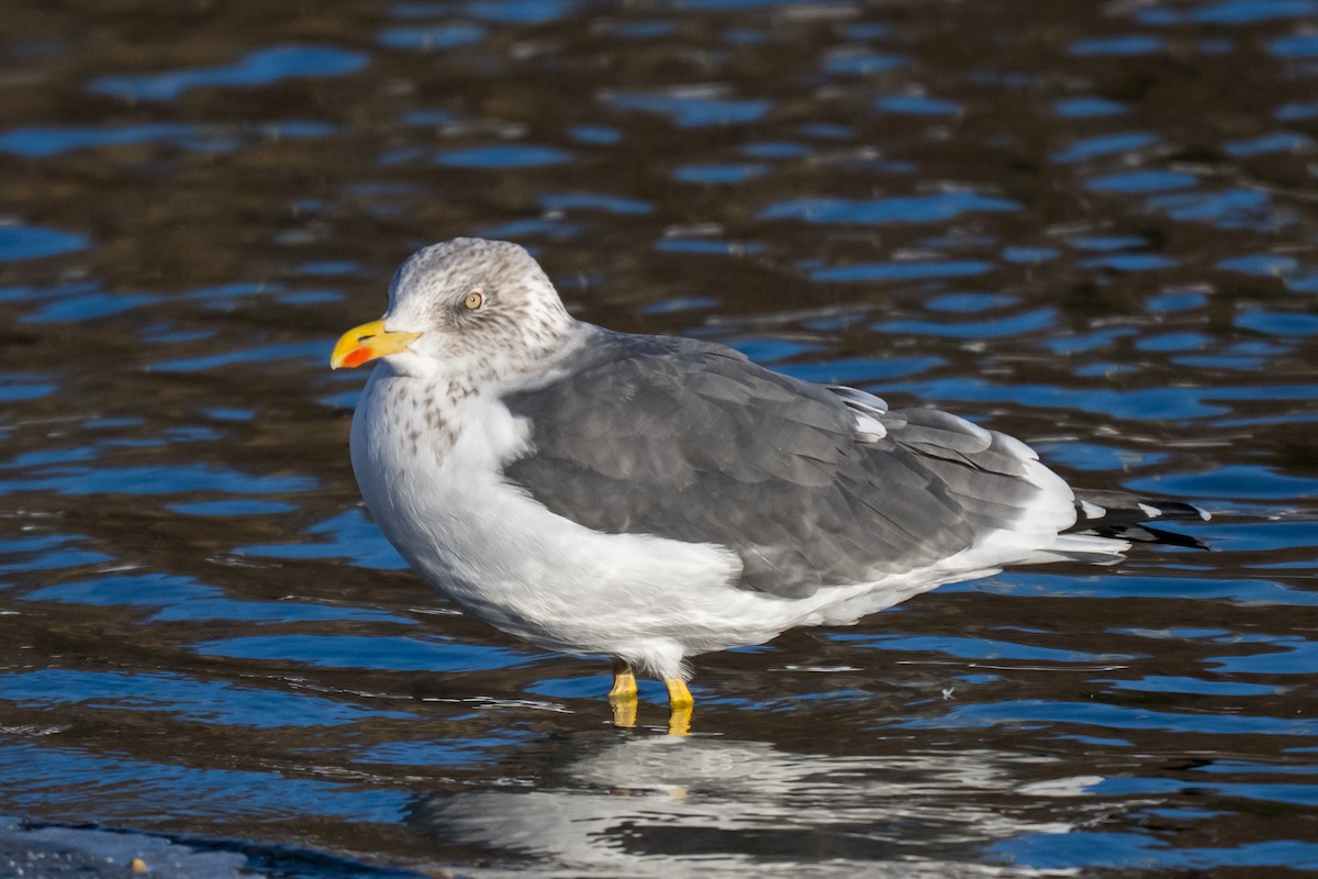 Kaio iluna - ML647466016