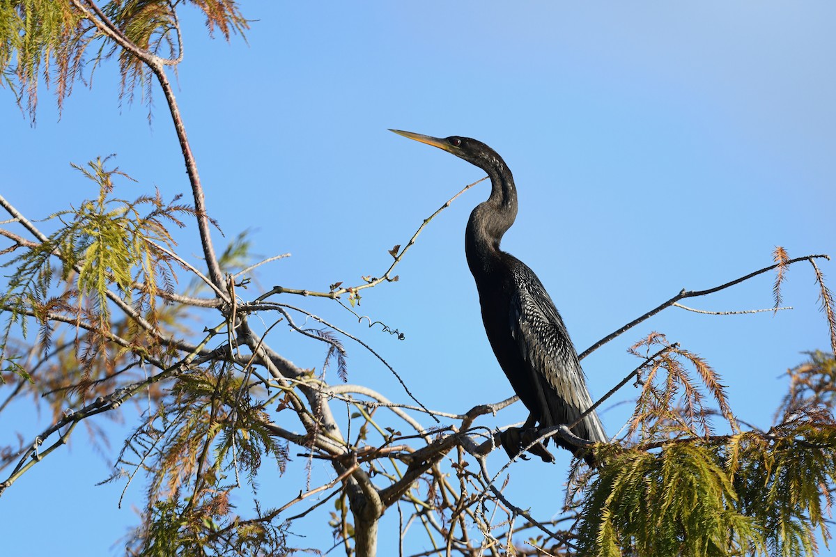 Американская змеешейка - ML647466019