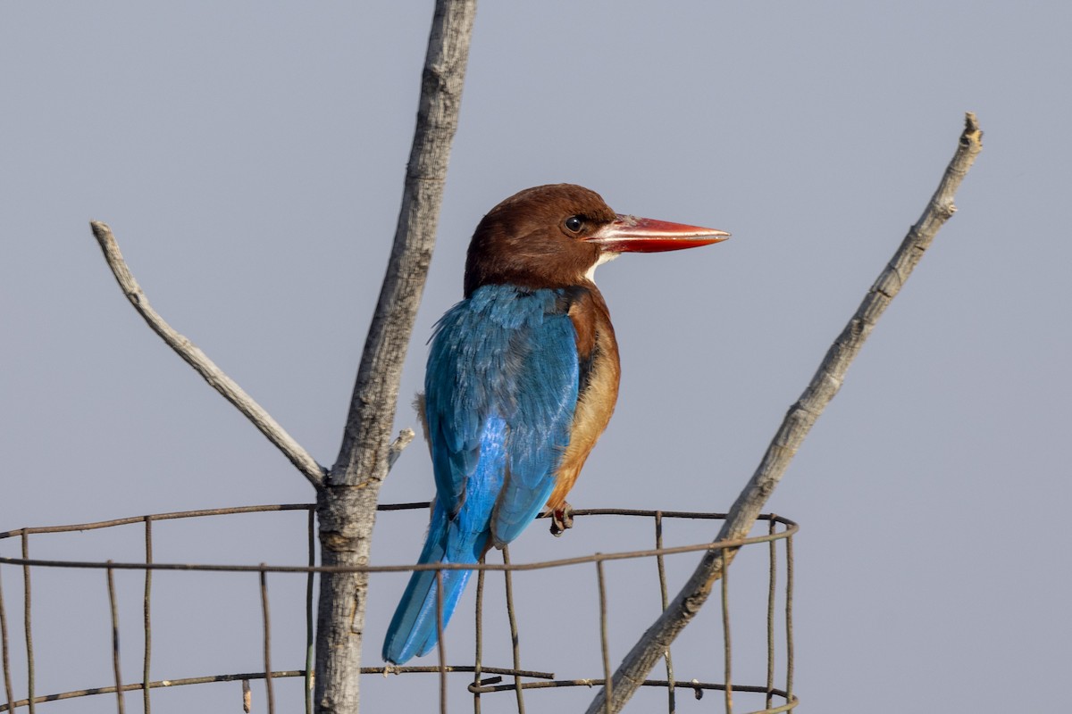 Красноносый зимородок - ML647466020