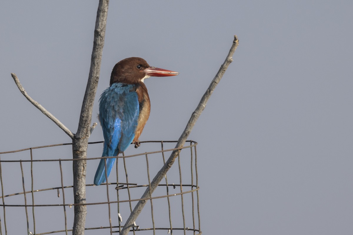 Красноносый зимородок - ML647466021