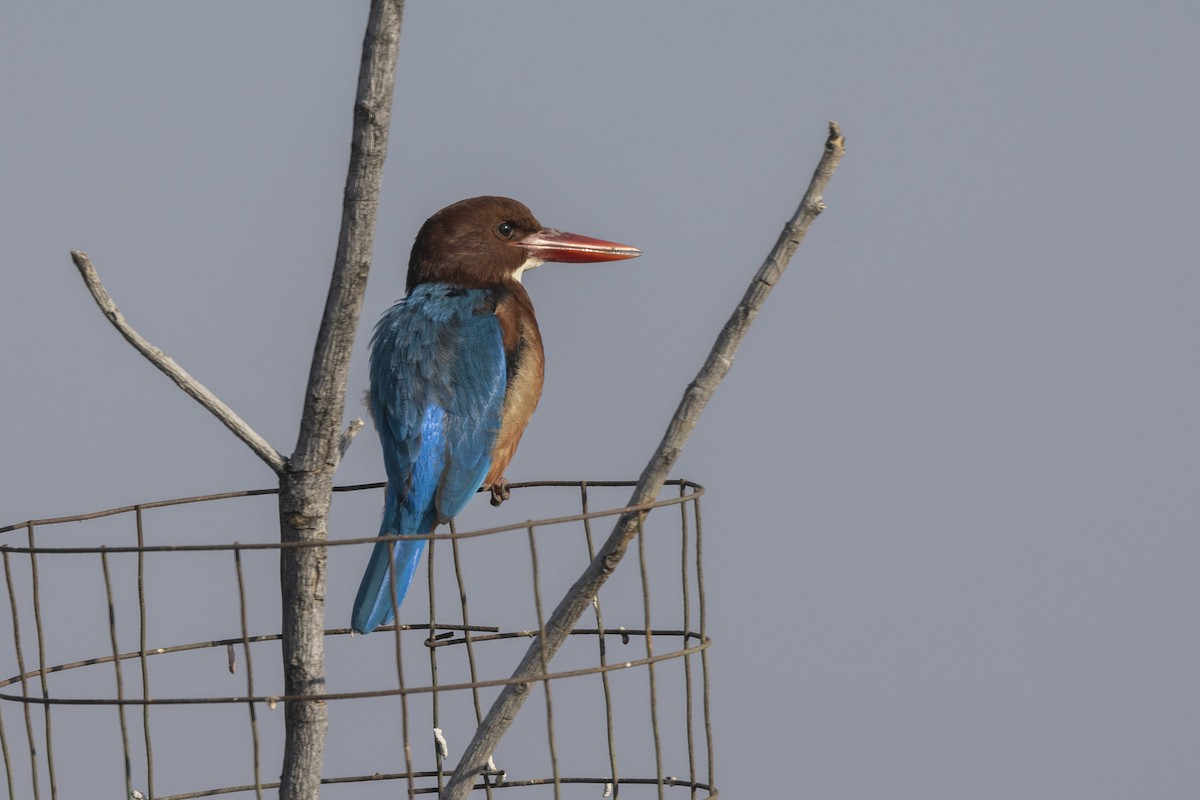 Красноносый зимородок - ML647466022