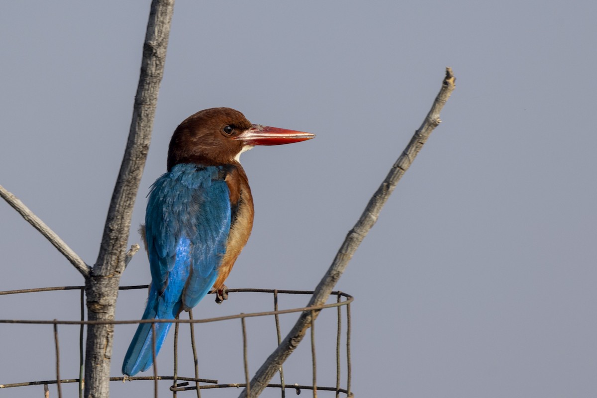 Красноносый зимородок - ML647466023