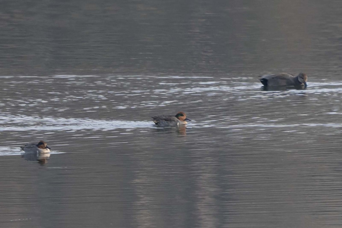 Чирок-свистунок - ML647466033