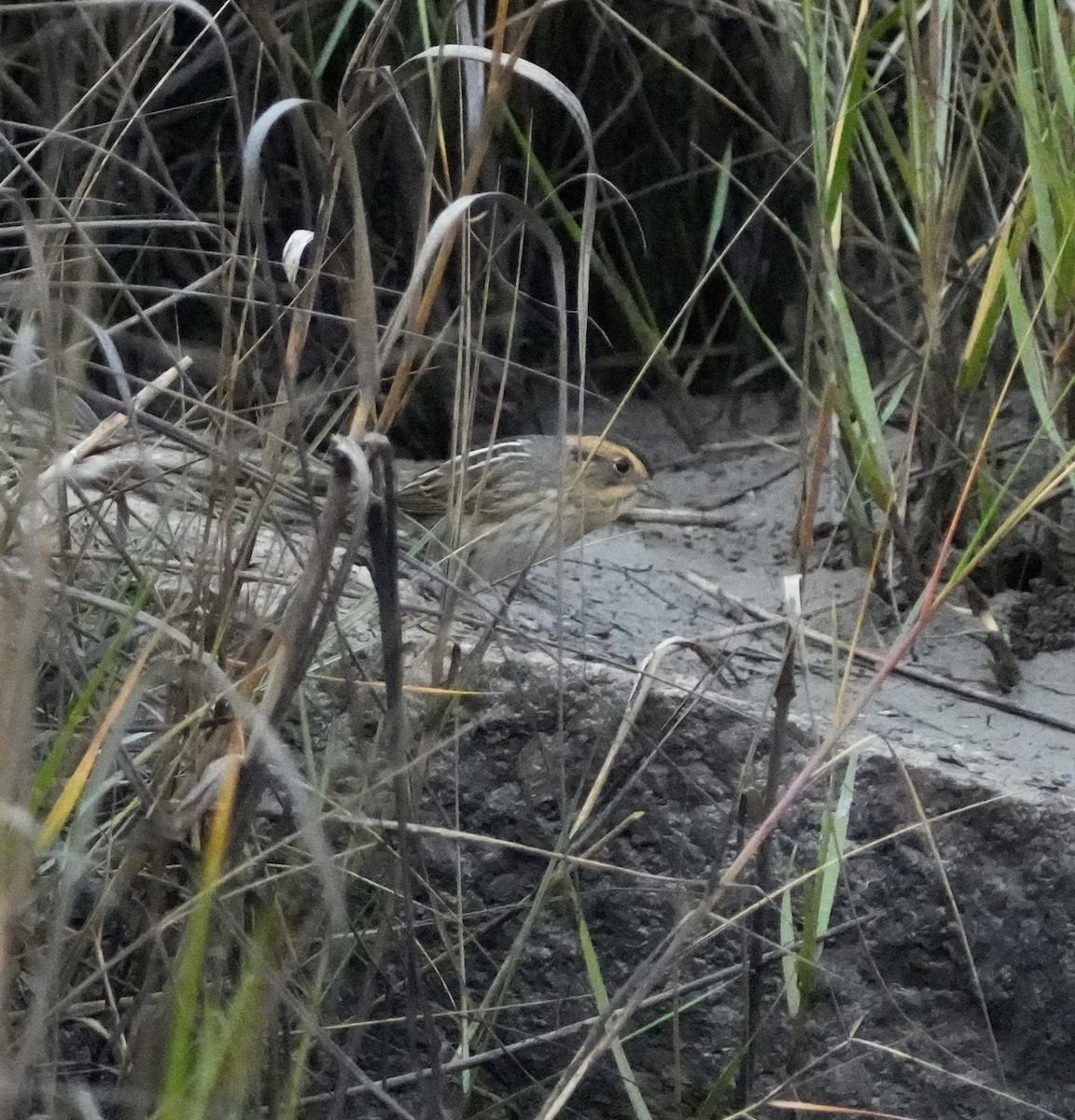 Канадская овсянка-барсучок - ML647466034