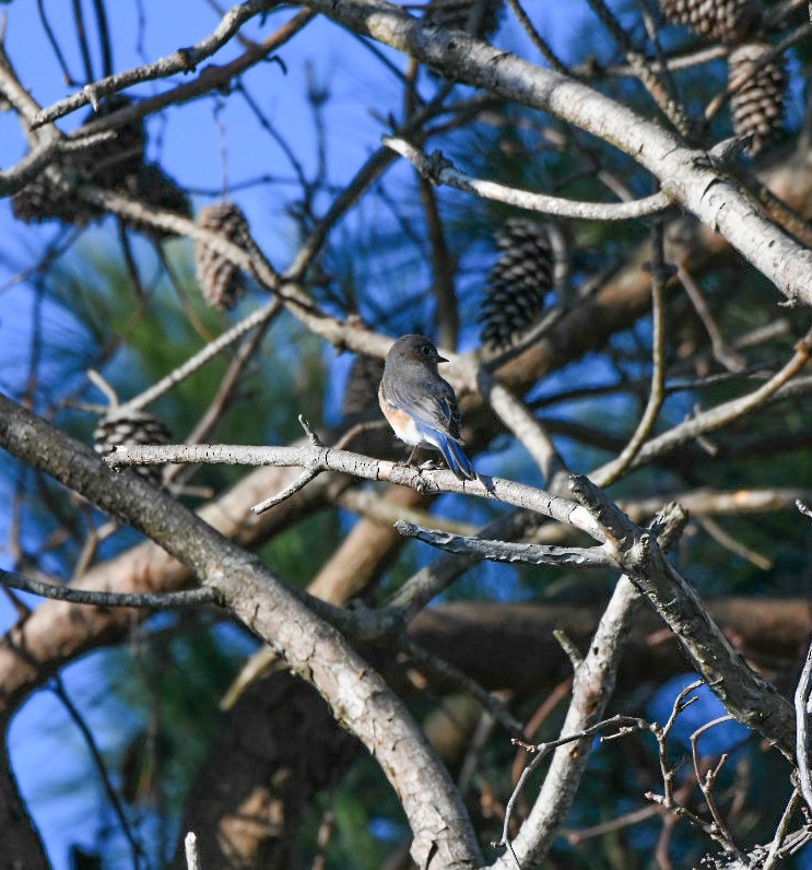 Восточная сиалия - ML647466035