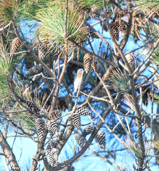 Восточная сиалия - ML647466036