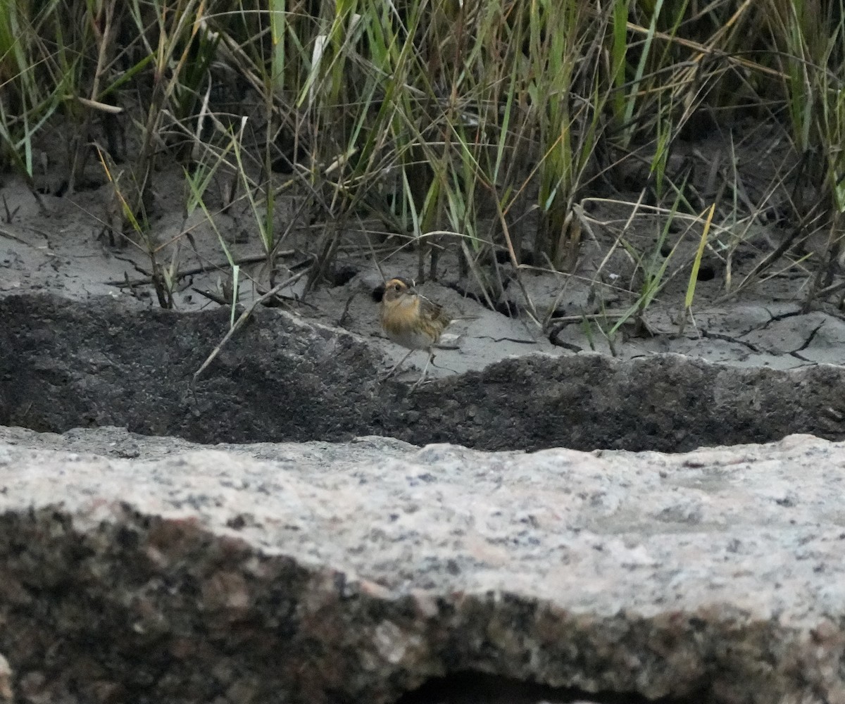 Канадская овсянка-барсучок - ML647466038