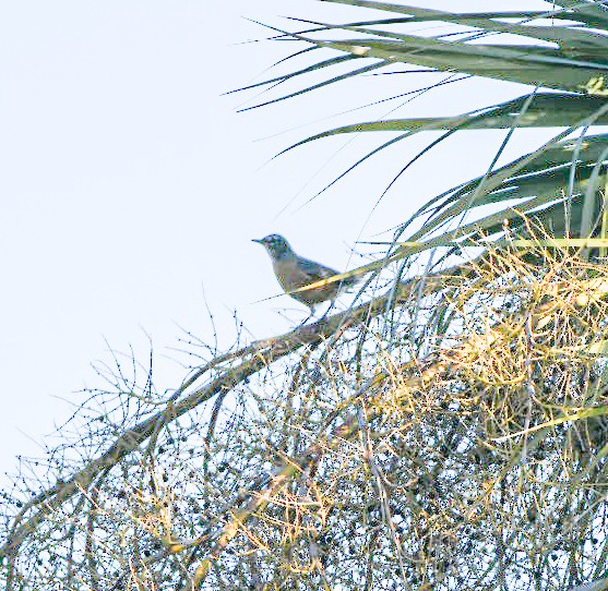 Странствующий дрозд - ML647466039