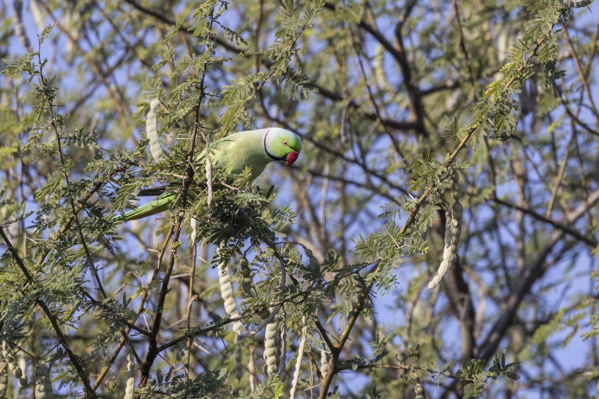 Попугай Крамера - ML647466040
