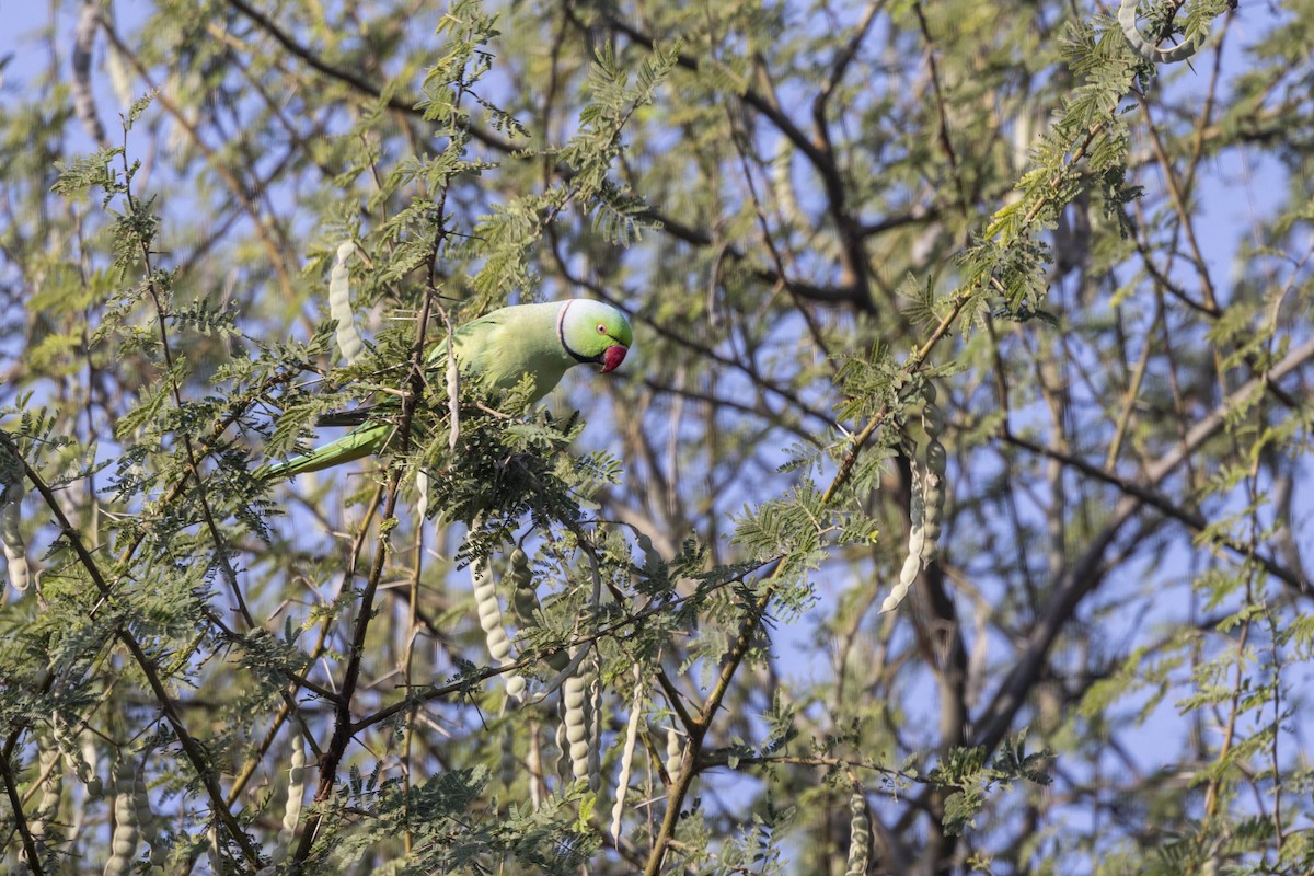 Попугай Крамера - ML647466041
