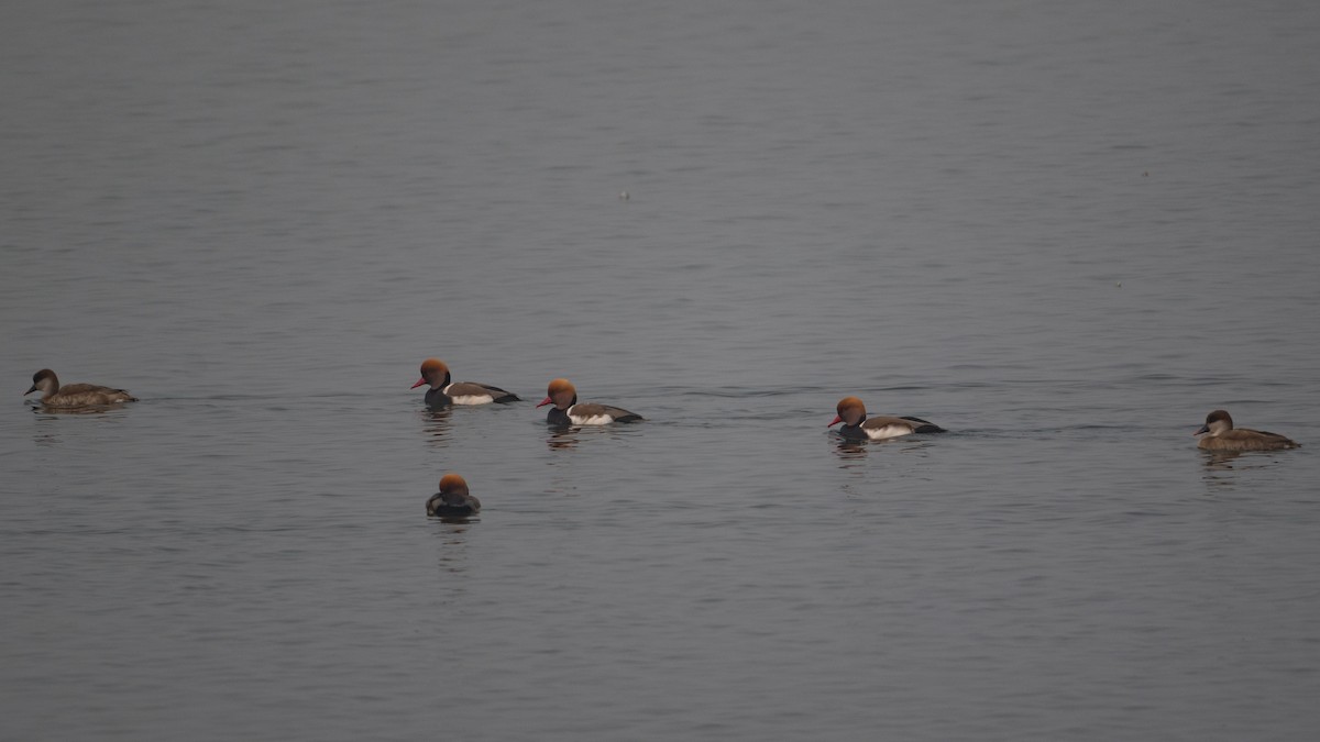 Красноносый нырок - ML647466042