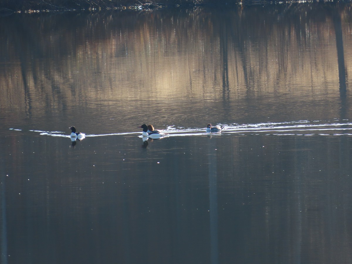 Большой крохаль - ML647466043